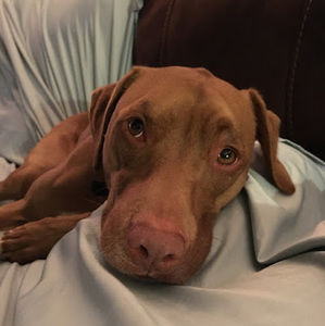 Meet your Posher, Jo